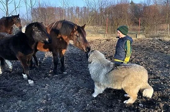 owczarek kaukaski, Małopolskie, Szczucin