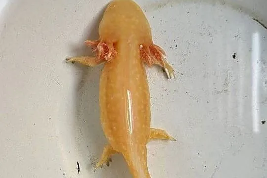 Sprzedam/zamienię Axolotla