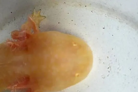 Sprzedam/zamienię Axolotla, Podkarpackie, Stalowa Wola