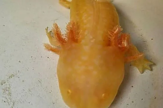 Sprzedam/zamienię Axolotla, Podkarpackie, Stalowa Wola