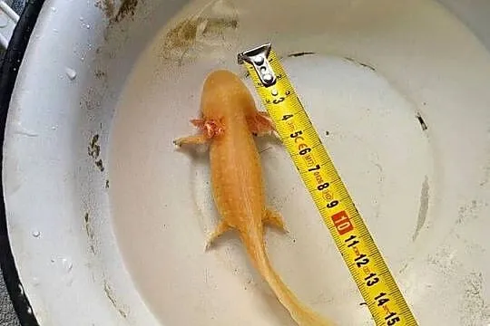 Sprzedam/zamienię Axolotla, Podkarpackie, Stalowa Wola