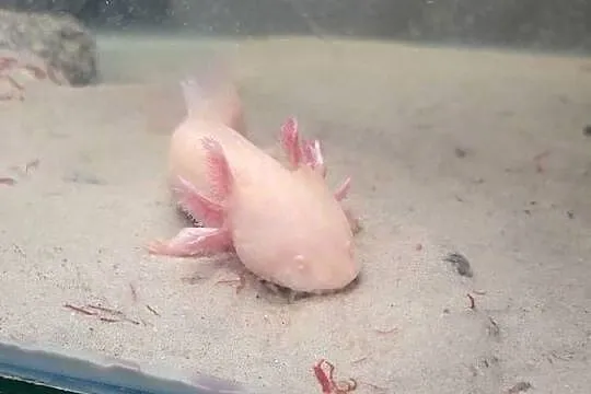 Sprzedam/zamienię Axolotla, Podkarpackie, Stalowa Wola