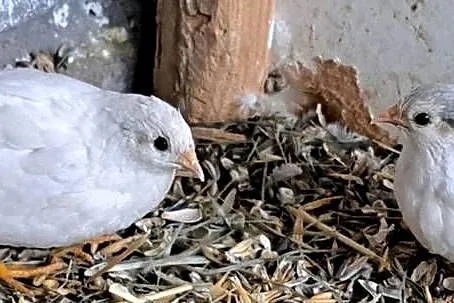 Sprzedam przepiórki chińskie, Wielkopolskie, Turek