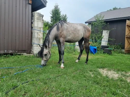 Sprzedam ogierka arabskiego 2 letniegosprzedam.ogier