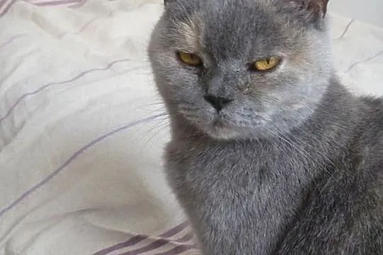 Przepiękna Siwucha szuka domku