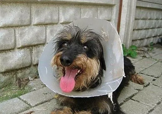Sunia w typie jamnika szorstkowłosego szuka domu!,