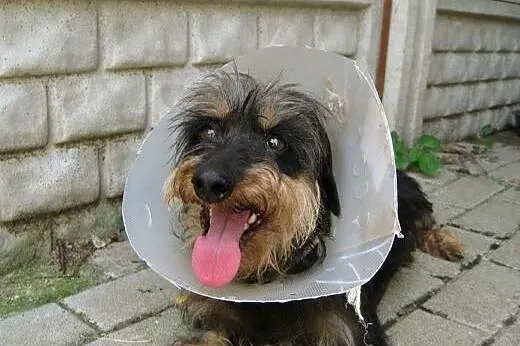 Sunia w typie jamnika szorstkowłosego szuka domu!,