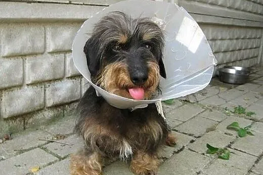 Sunia w typie jamnika szorstkowłosego szuka domu!,