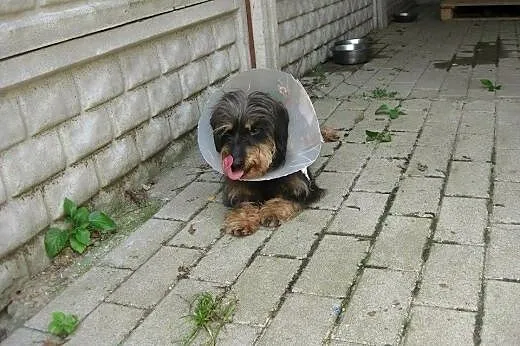 Sunia w typie jamnika szorstkowłosego szuka domu!,