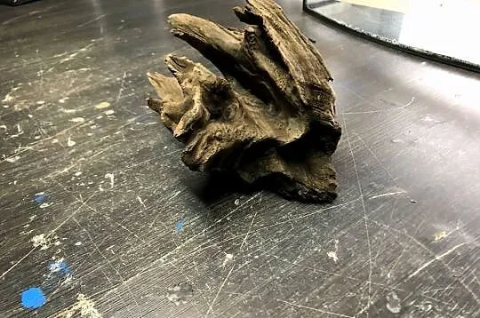 Korzeń do akwarium 25 cm, Łódzkie, Justynów