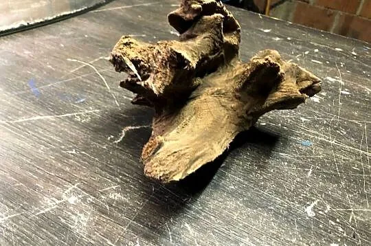 Korzeń do akwarium 25 cm, Łódzkie, Justynów