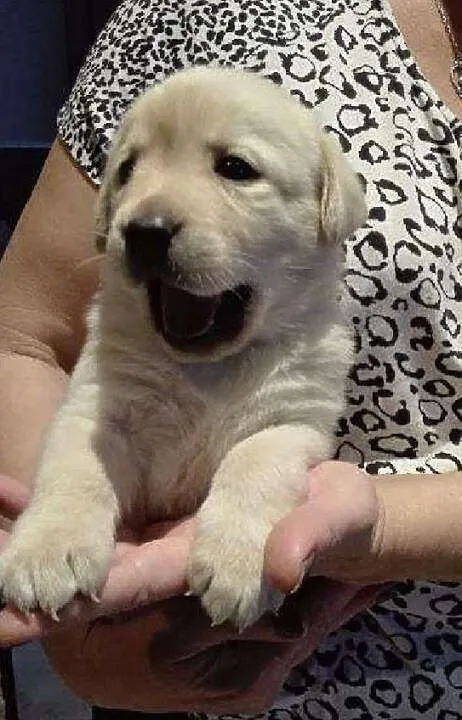 Szczeniaki Labrador RODOWODOWE, po championach (ZKwP, PFK), , Łuków