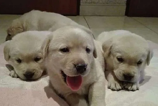 Szczeniaki Labrador RODOWODOWE, po championach (ZKwP, PFK), , Łuków