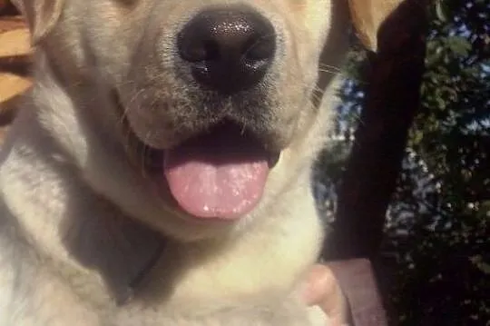 Szczeniaki Labrador RODOWODOWE, po championach (ZKwP, PFK), , Łuków