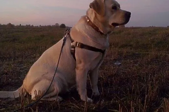 Szczeniaki Labrador RODOWODOWE, po championach (ZKwP, PFK), , Łuków