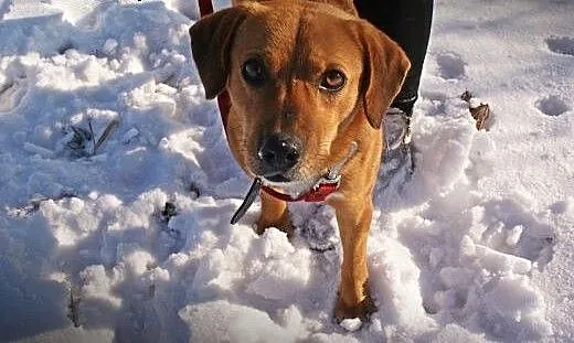 Spajki młody mix beagle szuka domu!, małopolskie