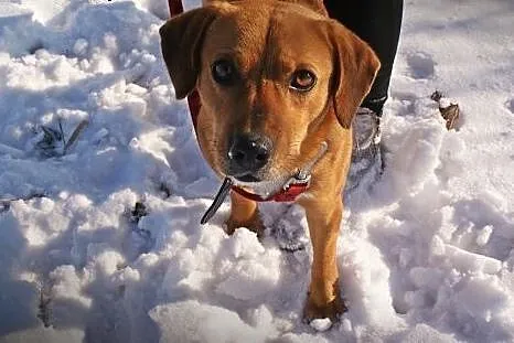 Spajki młody mix beagle szuka domu!,  małopolskie 