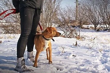 Spajki młody mix beagle szuka domu!,  małopolskie 