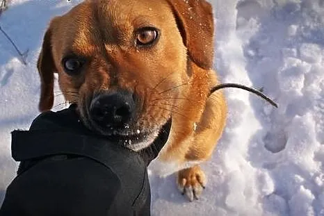 Spajki młody mix beagle szuka domu!,  małopolskie 