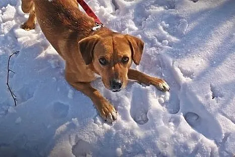 Spajki młody mix beagle szuka domu!,  małopolskie 