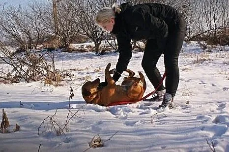 Spajki młody mix beagle szuka domu!,  małopolskie 