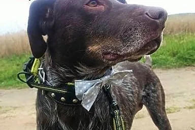 Gomez szuka domu. Adoptuj psa, zyskaj przyjaciela,