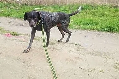 Gomez szuka domu. Adoptuj psa, zyskaj przyjaciela,