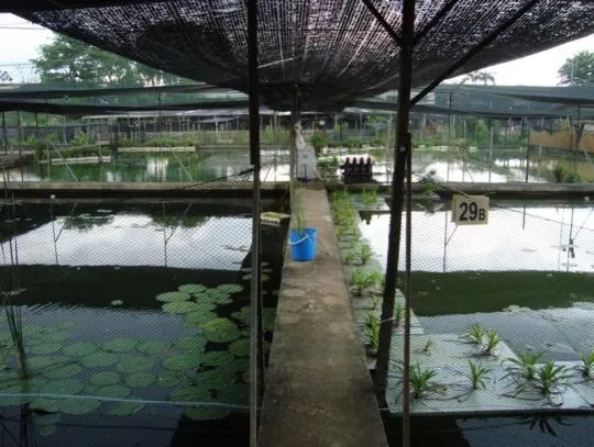 Arowana PLATYNOWA - Osteoglossum bicirrhosum...................*, , Wrocław