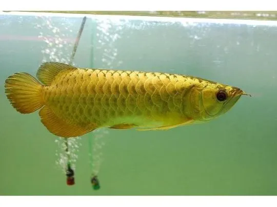 Arowana PLATYNOWA - Osteoglossum bicirrhosum...................*, , Wrocław