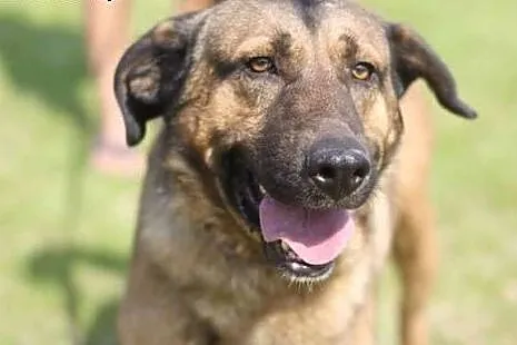 Buniek olbrzym do adopcji,  śląskie Bytom