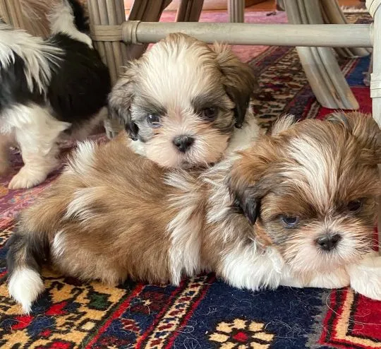 Urocze szczeniaki shih tzu... napisz do mnie na WhatsApp: +44 7453 907158, , Kinowo