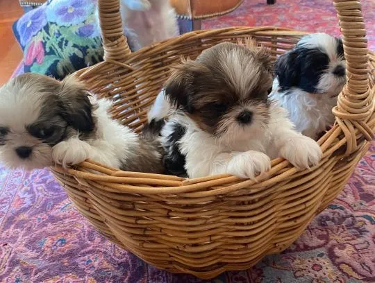 Urocze szczeniaki shih tzu... napisz do mnie na WhatsApp: +44 7453 907158