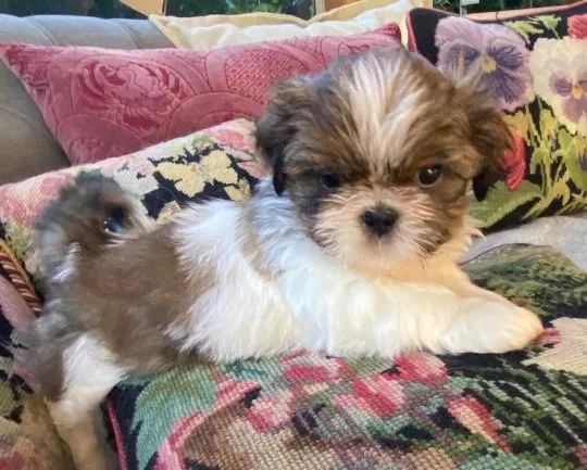 Urocze szczeniaki shih tzu... napisz do mnie na WhatsApp: +44 7453 907158, , Kinowo