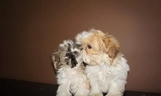 Shih-tzu