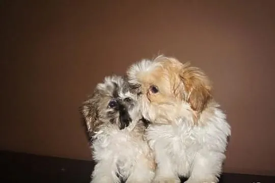 Shih-tzu