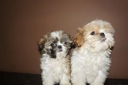 Shih-tzu