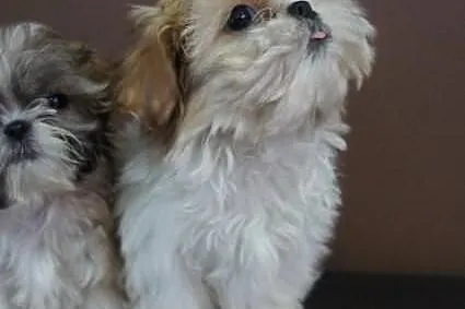 Shih-tzu