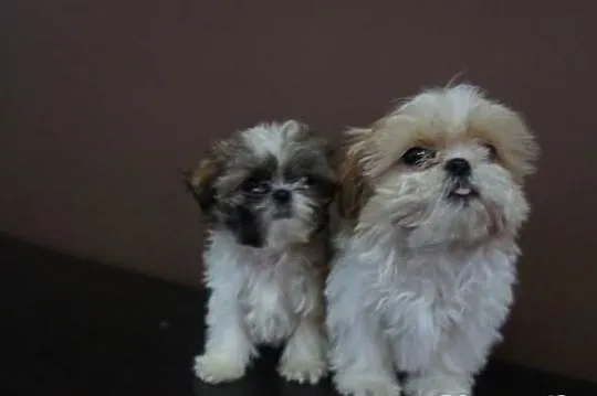 Shih-tzu