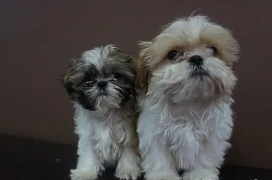 Shih-tzu