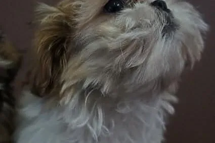Shih-tzu