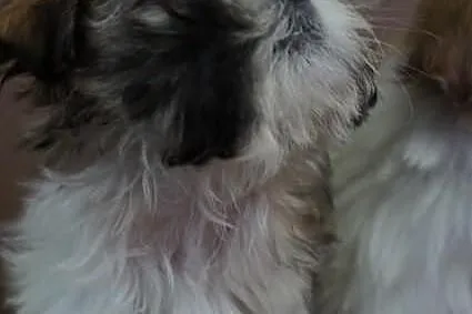 Shih-tzu