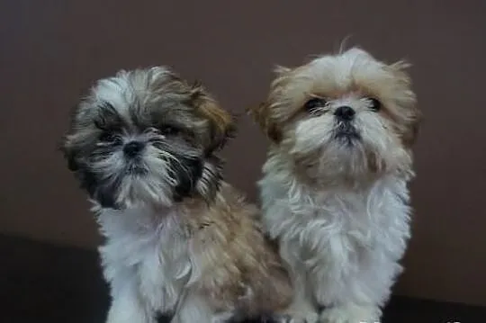 Shih-tzu