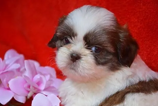 Trzy suczki SHIH TZU noski czekoladowe