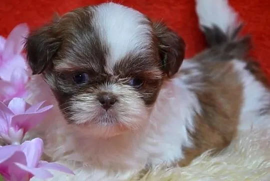 Trzy suczki SHIH TZU noski czekoladowe