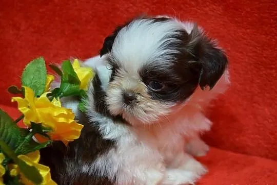 Trzy suczki SHIH TZU noski czekoladowe