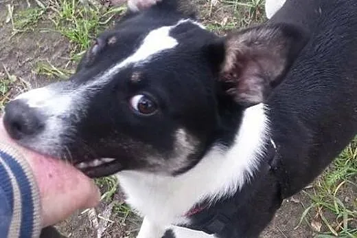 10 miesięczna Lusia szuka pilnie Kochającego domku