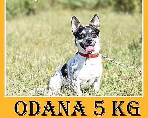 5kg,domowa,kanapowa,łagodna,wesoła suczka ODANA.Ad