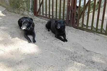 Aza i Balbina to spokojne, wrażliwe i bardzo delik