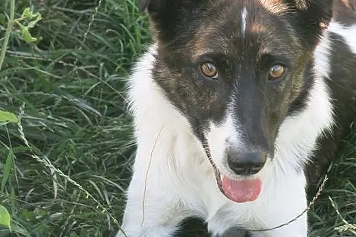 Przyjazny dla innych psiaków i dzieci, MŁODY i śliczny Terry adopcja,  Kundelki cała Polska
