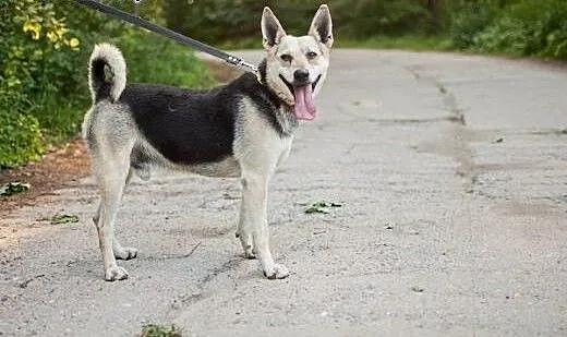 Chudy – cudny psiak szuka domu, pomors